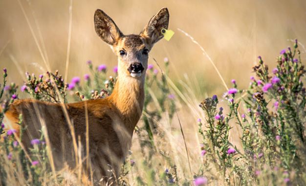 Danni cagionati dalla fauna selvatica...